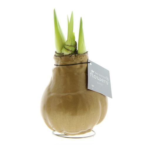 Amaryllis bulb in gift box - Image 13